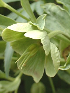 ヘレボルス（クリスマスローズ） フェチダス