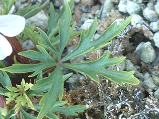 ウスベニヒゴスミレの葉