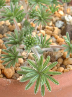 オキザリス トメントーサの葉