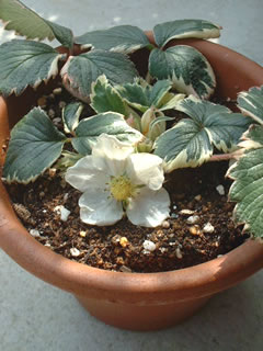 斑入りイチゴの花