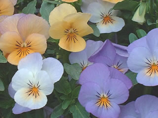 ビオラ ソルベ オレンジＹＴＴ