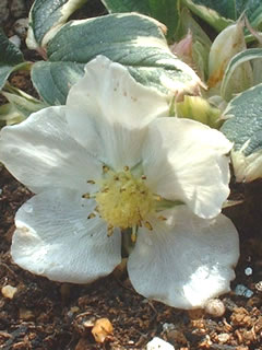 斑入りイチゴの花