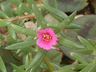 ヒメマツバボタン（姫松葉牡丹）