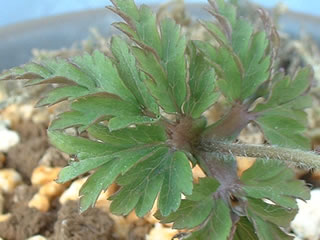 キクザキイチゲの葉