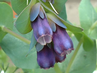 セリンセ マヨール ‘プルプレッセンス’