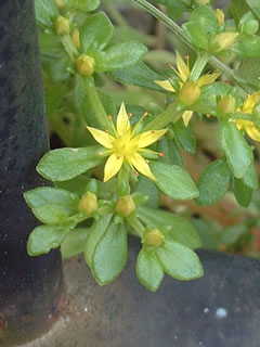 コモチマンネングサ（子持万年草）