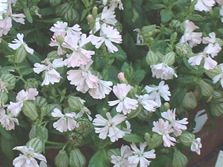 シレネ ペンジュラ ピーチブロッサム