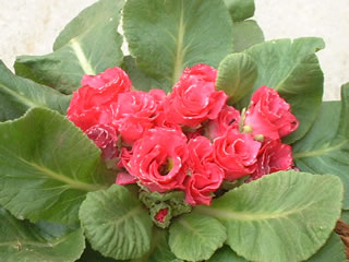 バラ咲きポリアンサ