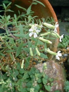 カラフトマンテマ