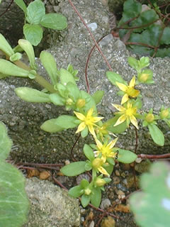 コモチマンネングサ（子持万年草）