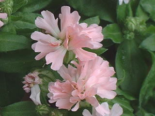 シレネ ペンジュラ ‘ピーチブロッサム’