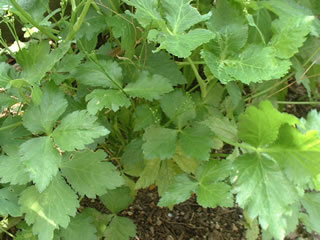 三つ葉（ミツバ、ミツバゼリ）