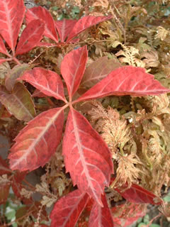 ヘンリーヅタの紅葉