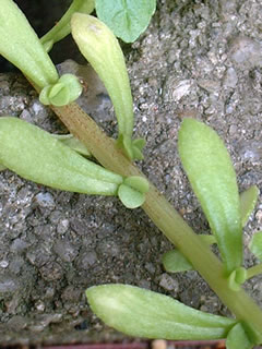 コモチマンネングサの葉とムカゴ