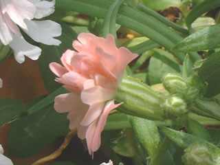 シレネ ペンジュラ ピーチブロッサム