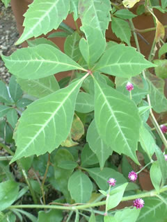 ヘンリーヅタの葉