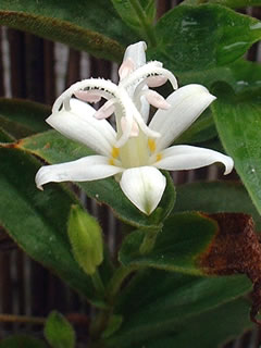 シロホトトギス