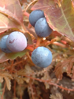 ヘンリーヅタの実