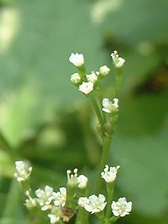 三つ葉（ミツバ、ミツバゼリ）