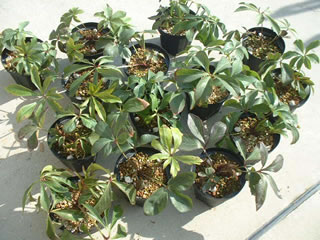 実生オリエンタリス 発芽後2年