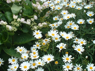 マーガレットとカメレオンアジサイ