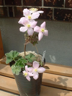 クレマチス モンタナ