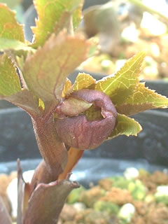 実生オリエンタリスの蕾　第1号