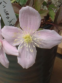 クレマチス モンタナ