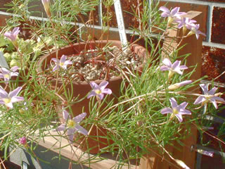 オキザリス　ポリフィラ（ペンタフィラ）