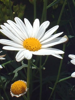 マーガレット（白）