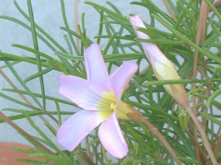 オキザリス ポリフィラ（ペンタフィラ）