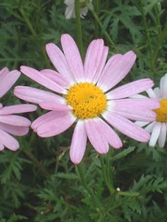 マーガレット（ピンク）