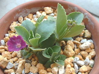 プリムラ ヒルスタ