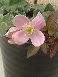 クレマチス モンタナ