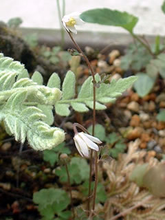 ヒメウズ（姫烏頭）