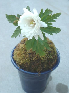 八重咲きキクザキイチゲ（八重菊咲一華）