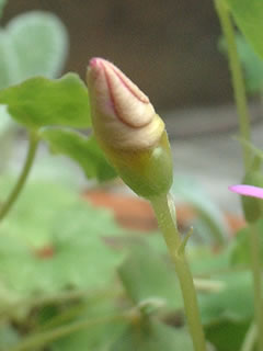 オキザリス イナプス（オキザリス デプレッサ）