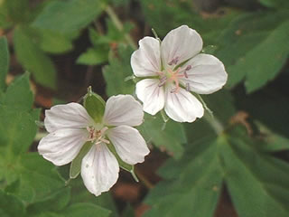 ゲンノショウコ（現の証拠）