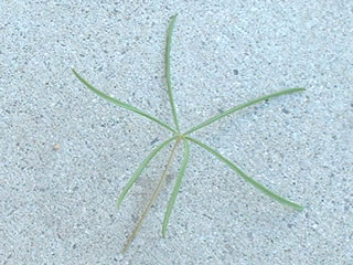 オキザリス　ポリフィラ（ペンタフィラ）の葉