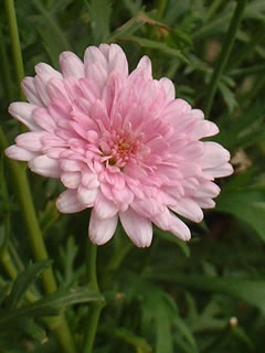 マーガレット（八重）