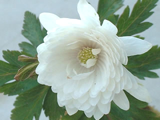 八重咲きキクザキイチゲ