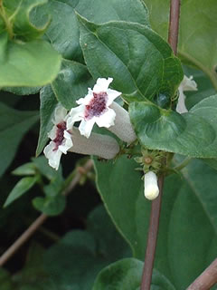 ヘクソカズラ（屁糞葛）