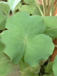 オキザリス イナプス（オキザリス デプレッサ）