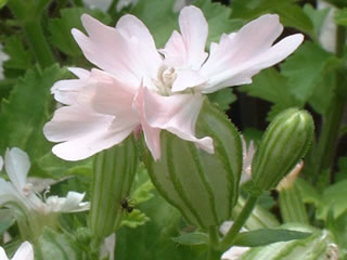 シレネ ペンジュラ ピーチブロッサム