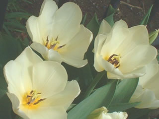 チューリップ 2006