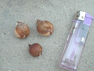 オキザリス　ポリフィラ（ペンタフィラ）の球根