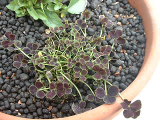 ブラッククローバー、四つ葉のクローバー