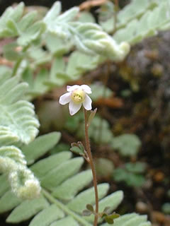 ヒメウズ（姫烏頭）