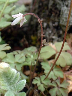 ヒメウズ（姫烏頭）