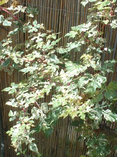 斑入りノブドウ